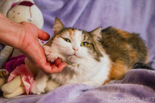 Отдам даром: Кошка в добрые руки