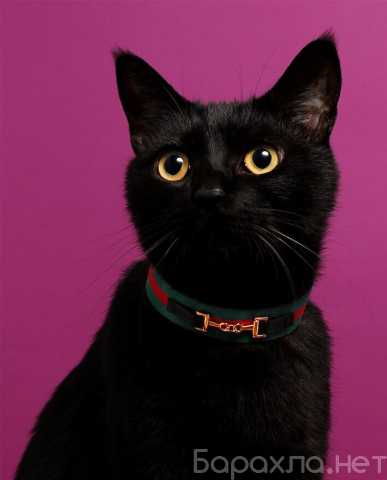 Отдам даром: Черный котенок-подросток Гудини в дар