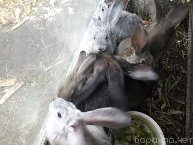 Продам: кролики