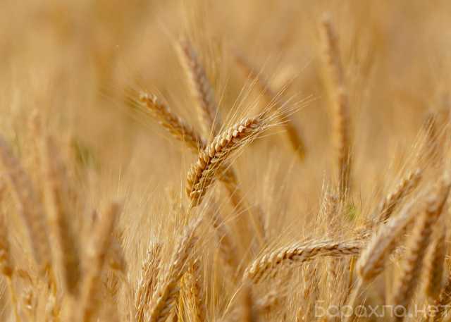 Продам: Зерно пшеницы и ячменя