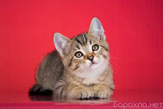Отдам даром: Очаровательный ручной котенок Чип в дар