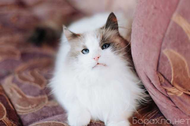 Отдам даром: Голубоглазая красавица кошка Каша