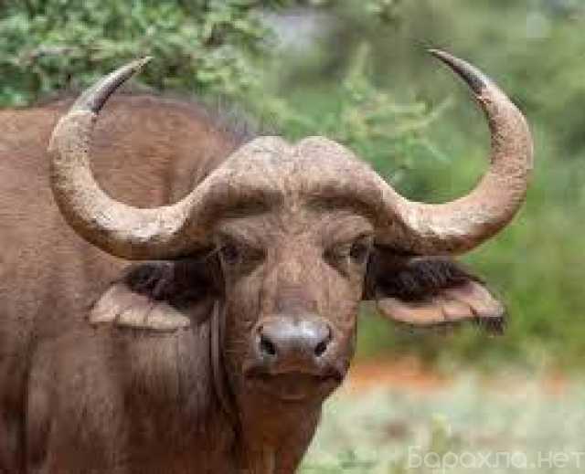 Продам: Предлагаем мясо буйвола бескостное Халял