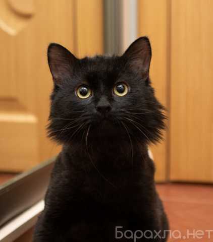 Отдам даром: Очаровательный черный котик в дар!