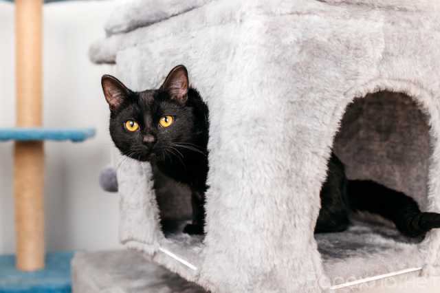 Отдам даром: Черный молодой котейка подросток Черныш