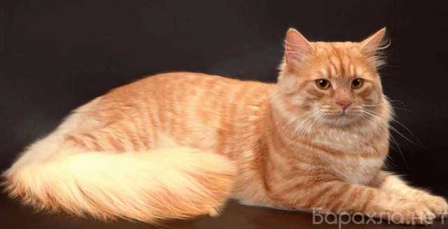 Отдам даром: Сибирский пушистый рыжий кот Рич в дар