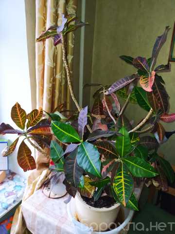 Продам: Цветок растение Кротон (Кодиеум)