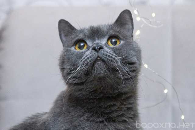 Отдам даром: Британский кот Оксфорд ищет дом