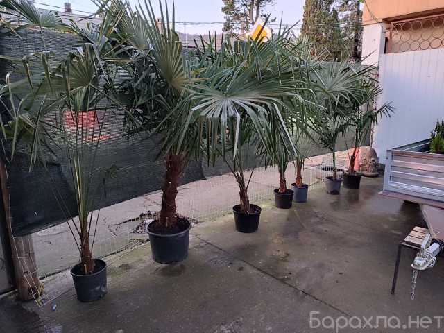 Продам: Пальма в ассортименте от 0,25-3,5 м