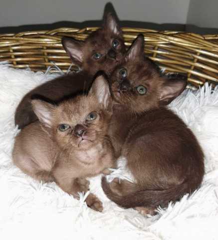 Продам: Чистокровные Европейский Бурманские котя