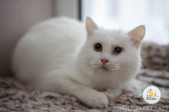 Отдам даром: Мурчик- очаровательный белоснежный котик