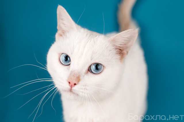 Отдам даром: Белый синеглазый кот Топаз в добрые руки