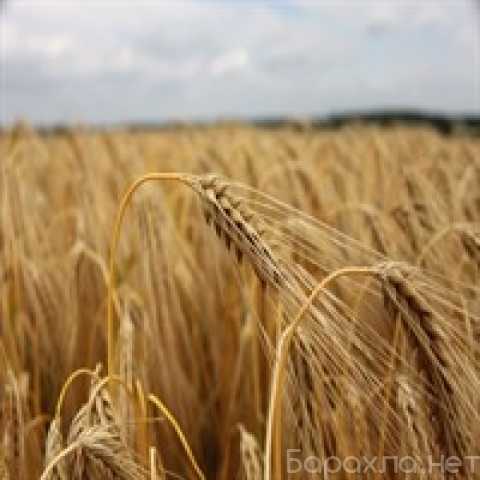 Продам: Пшеница