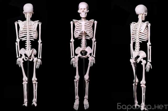 Продам: Модель "Скелета человека 85 см"