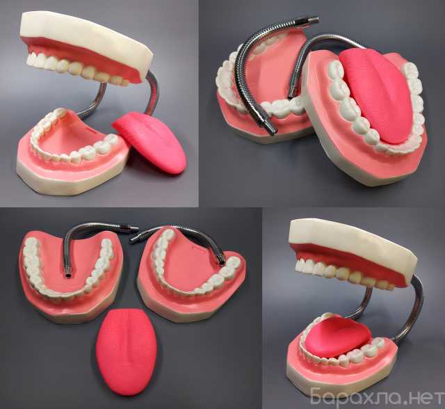 Продам: Модель "Гигиена зубов" (БЕЗ ЩЕТКИ)