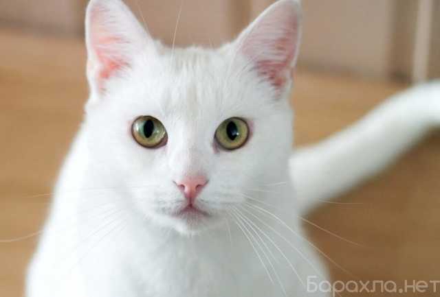 Отдам даром: Белый котенок Танго в добрые руки