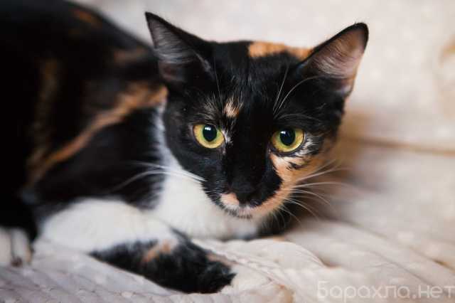 Отдам даром: уникальную кошку Мурыску