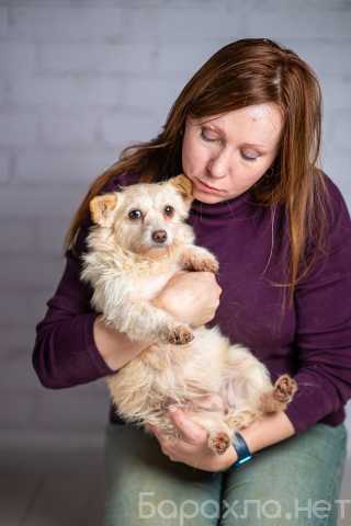 Отдам даром: Крошечная собачка Бэмби в добрые руки