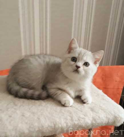 Продам: Британский котенок серебристая ниншилла