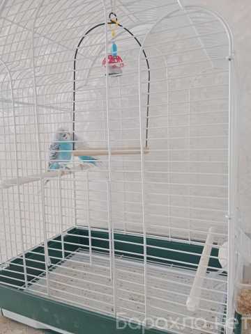 Продам: Волнистые попугаи с клеткой