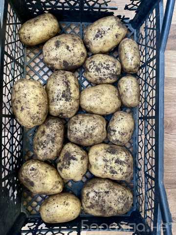 Продам: Крупный деревенский картофель в сетках