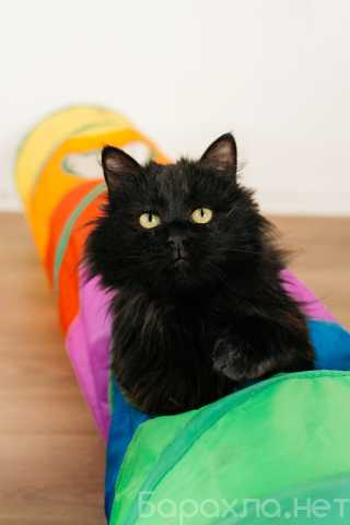 Отдам даром: Черный пушистый кот Гриша в добрые руки