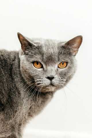Отдам даром: Британская ласковая кошка Тучка в дар