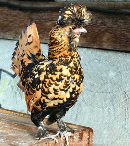 Продам: куры и цыплята павловские золотые