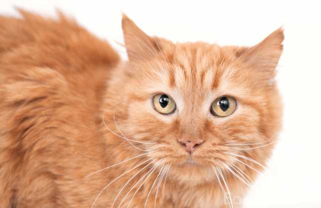 Отдам даром: Ярко-рыжая пушистая кошка Топаза в дар