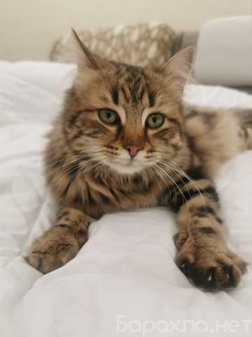 Отдам даром: Шикарный кот Марсэль в добрые руки