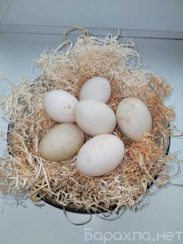 Продам: Яйцо руанской утки