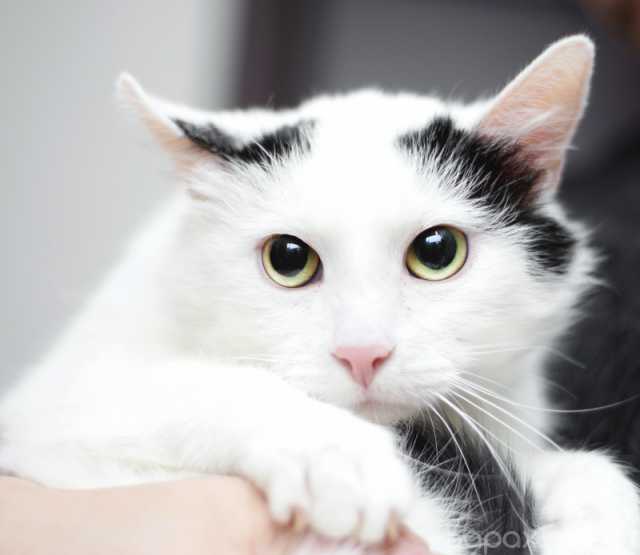Отдам даром: Белый молодой нежный котик Рошфор в дар