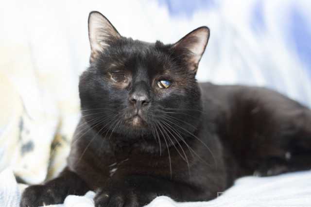 Отдам даром: Особенный черный кот Гэндальф ищет дом