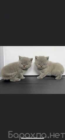 Предложение: British shorthair kitten named Stella
