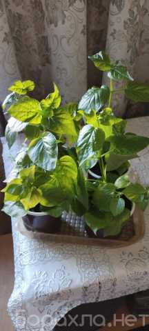 Продам: Комнатное растение азистазия