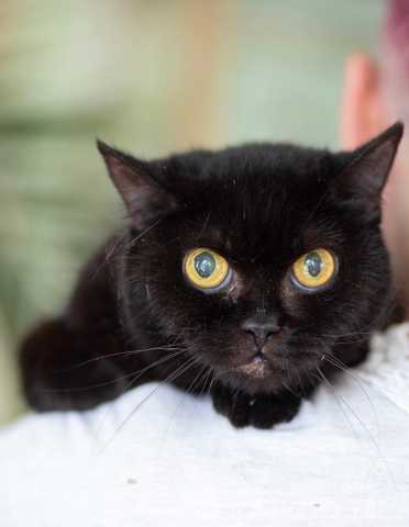 Отдам даром: Черная кошка - крошка Багира в дар