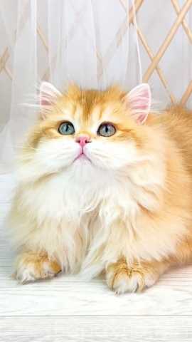 Продам: Британский котенок с длинной шерстью