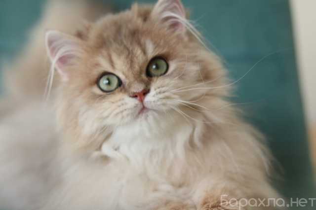 Продам: ДШ котенок драгоценного окраса