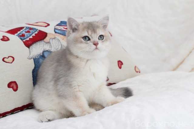 Продам: Голубой золотистый британский котенок