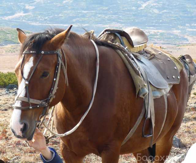 Предложение: Конные прогулки на Камчатке в с. Эссо