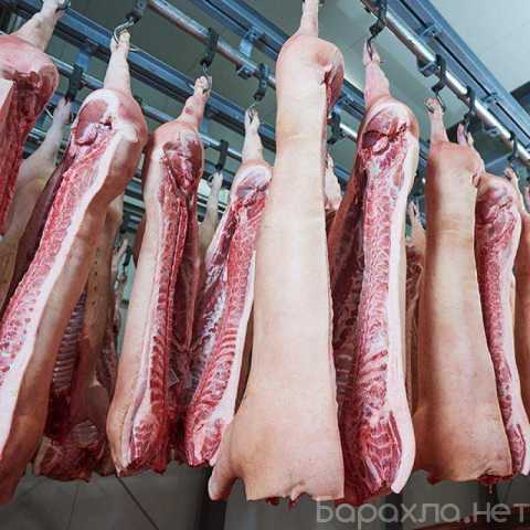 Продам: Оптом, мясо ЦБ, свинина, говядина, баран
