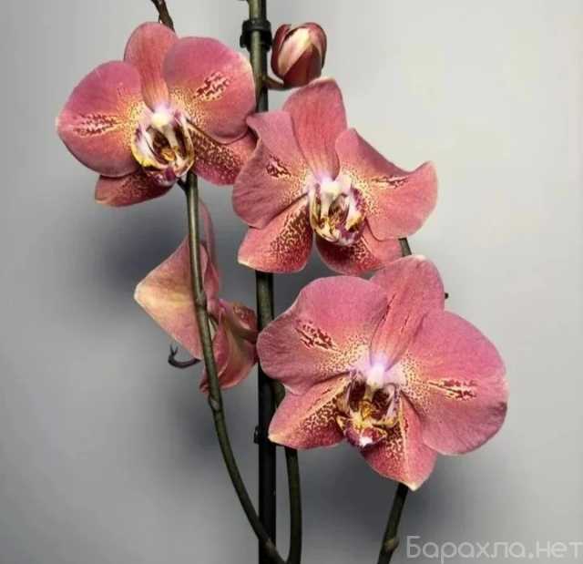 Продам: Орхидея фаленопсис, Голландия