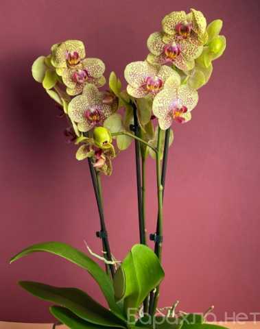 Продам: Орхидея фаленопсис, цветёт, Голландия