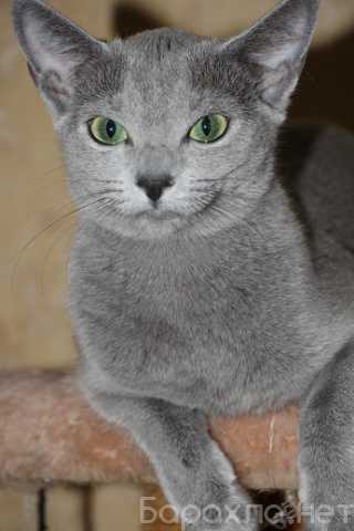 Продам: Русские голубые котята с родословными