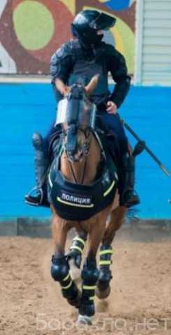 Вакансия: Приглашаем на службу: Полицейский кавалерист в конную полицию
