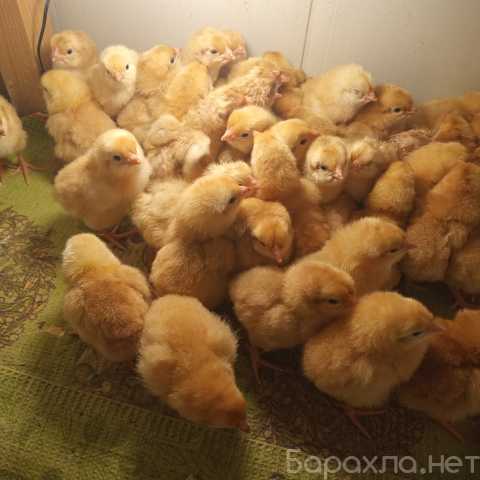 Продам: Цыплята от домашних кур