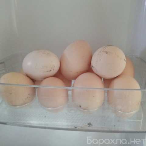 Продам: Яйца домашние куриные