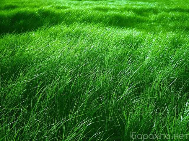 Предложение: Покос травы триммером