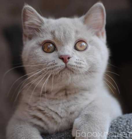 Продам: Котята Британской кошки очень красивые