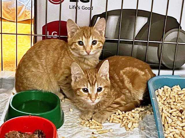 Отдам даром: Солнечные котята-малыши Лайм и Мандарин